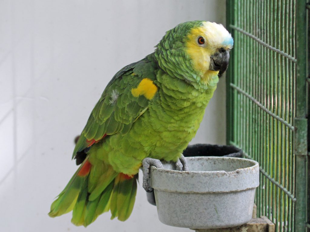 Blue Fronted Amazon Parrots for Sale Blue Fronted Amazons