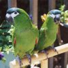 Hahn’s Macaws