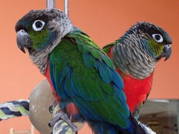 Crimson-Bellied Conures 3 Crimson-Bellied Conures
