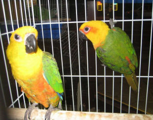 parrots for sale,buy parrots online,parrots for sale near illinois,talking parrots for sale,parrots for sale near me