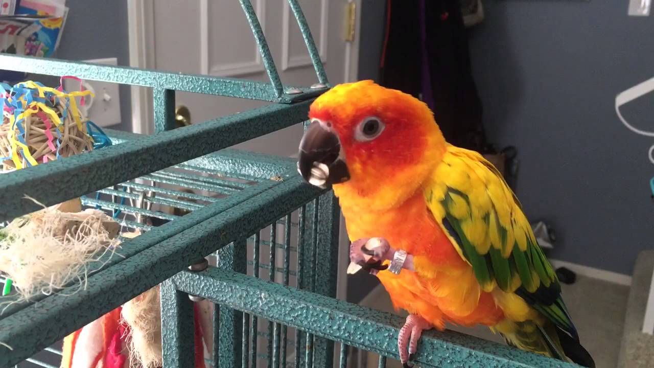 Sun Conure 2 Sun Conure