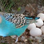 Best Parrots for Sale