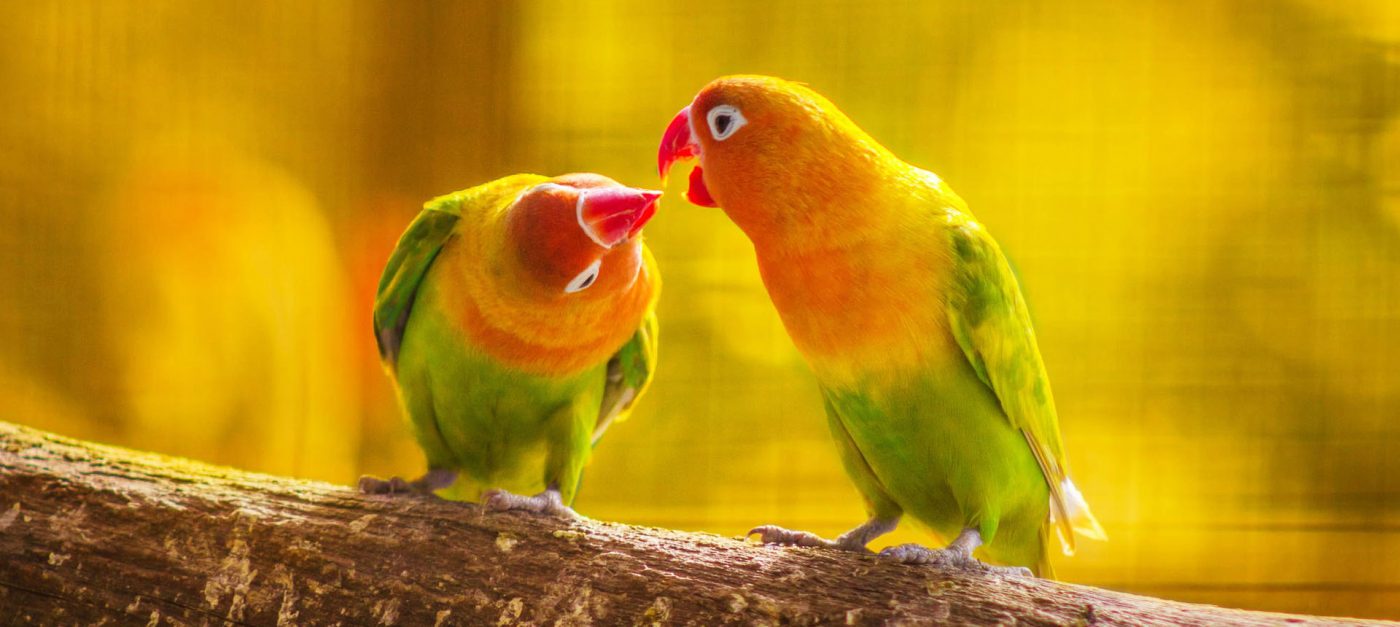 Parrots for Sale