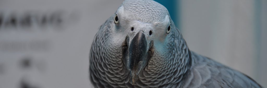 Parrots for Sale