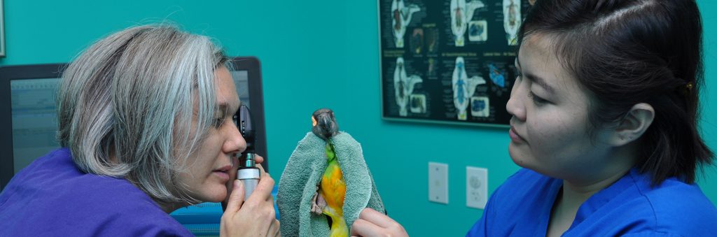 Talking parrots for Sale